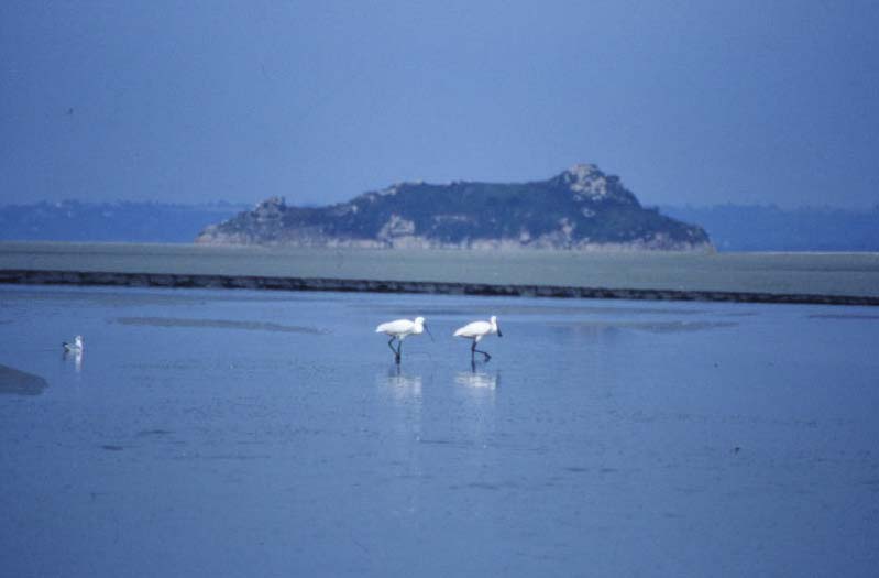 Avocets entre le Mont et Tombelaine