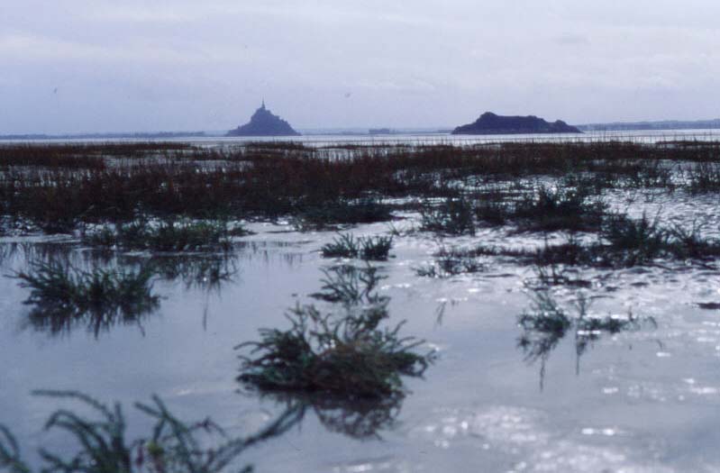 Plantes halophile de la baie