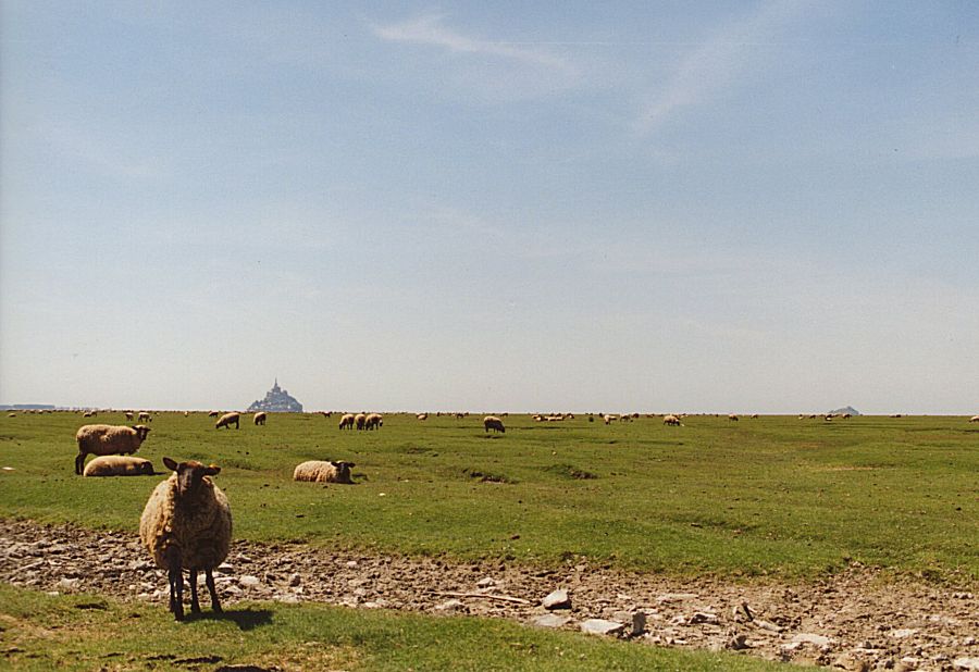 Le mont et les moutons